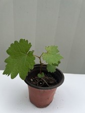 Kyoho grape starter for sale  El Monte