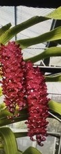 Orchid plant rhy for sale  Honolulu