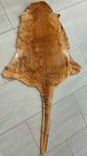 Kängurufell känguruleder aus gebraucht kaufen  Aalen