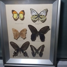 Schmetterlinge glas gebraucht kaufen  Deutschland