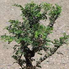 Ulmus parvifolia seiju d'occasion Ulmus parvifolia seiju d'occasion  Pouzauges