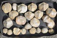Konvolut fossilien grosse gebraucht kaufen  Völklingen