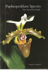 Paphiopedilum species essentia for sale  ROSSENDALE