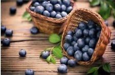 Blueberry 100 seeds for sale  Trabuco Canyon