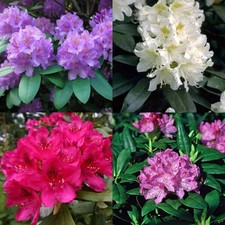 Rhododendron hybr alpenrose gebraucht kaufen  Lastrup