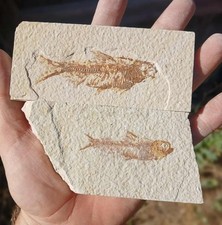 Inch knightia fossilized for sale  Midvale