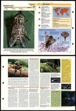 Horse fly insects for sale  SLEAFORD