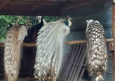 Amazing mixed group for sale  USA