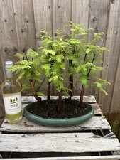 Bonsai tree giant for sale  PERSHORE
