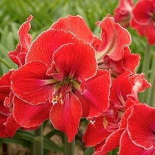 Jumbo amaryllis magical for sale  Houma