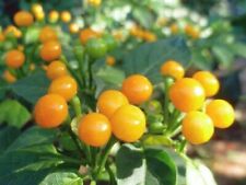 Graines piment aji d'occasion  Clermont-Ferrand-
