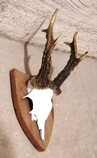 Geweih rehbock reh gebraucht kaufen  Miltenberg