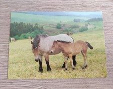 Alte ddr pferdepostkarte gebraucht kaufen  Borna