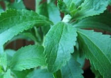 Stevia rebaudiana sugar for sale  Wadsworth