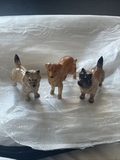 hound dog for sale hound dog for sale LIVERPOOL