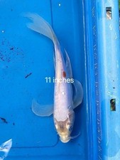 Inch gin rin for sale  Lakeland
