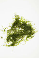 10g 250g java for sale  MARKET RASEN