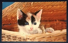 Postcard cute black for sale  Schererville