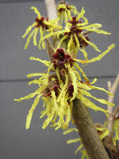 Hamamelis virginiana herbstbl� gebraucht kaufen  Wuppertal