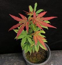 s bonsai tree for sale s bonsai tree for sale Rochester