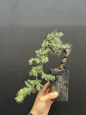 Blue atlas cedar for sale  Wallkill