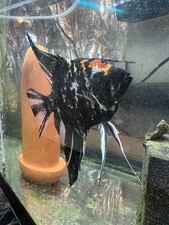 Proven breeding pair for sale  Swedesboro