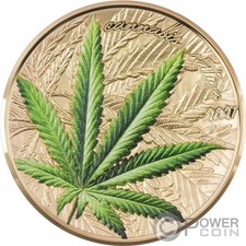 Marijuana cannabis sativa usato  Ciampino