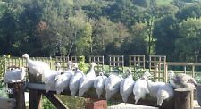 New guinea fowl for sale  EXETER
