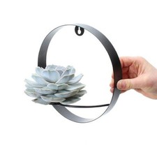 Sukkulente echeveria lilacina gebraucht kaufen  Düsseldorf