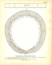 Mackerel purse seine for sale  Navarre