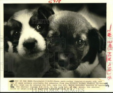 1985 press photo for sale  Memphis