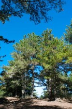 Pinus armandii chinese for sale  NEWRY
