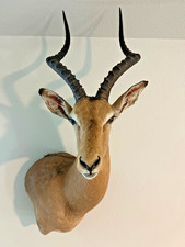 African impala taxidermy for sale  Magnolia
