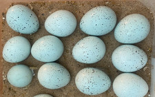 Quail eggs celadon for sale  BARKING