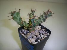 450 euphorbia persistens for sale  El Cajon