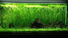 Straight vallis bunch for sale  DRONFIELD