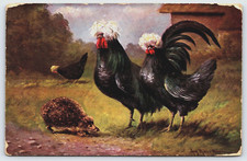 White crested polish for sale  Carrollton