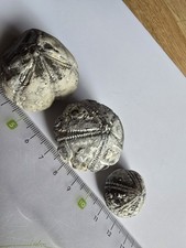 Versteinerte seeigel gebraucht kaufen  Elmenhorst