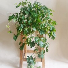 Large grape ivy for sale  SOUTHAMPTON