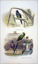 Perruche souris perruche d'occasion  Le Chesnay
