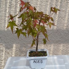 Bonsai japanese acer for sale  TAYNUILT
