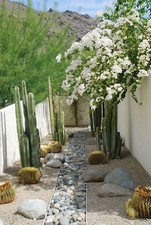 Cactus mix succulent for sale  Reno