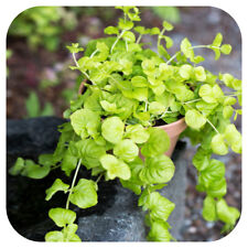 Creeping jenny lysimachia for sale  LINCOLN