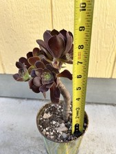 Aeonium arboreum tree for sale  Compton