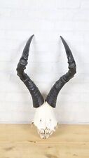Springbok cow skull for sale  RUNCORN