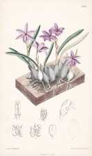 Sophronitis violacea brasile usato  Spedire a Italy