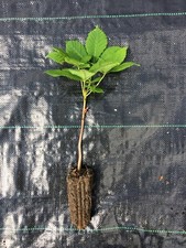 Horse chestnut 50cm for sale  LAUNCESTON