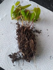 Sycamore tree saplings for sale  ACCRINGTON