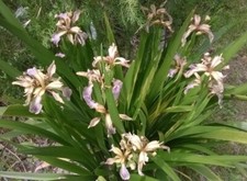 Rizomi iris foetidissima usato  Arcevia