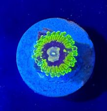 Wysiwyg exosphere zoa for sale  LONDON